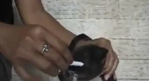Spegne sigaretta sul muso di un cucciolo. Video choc sul web