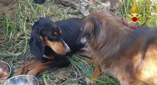 Cane eroe salva il cucciolo di segugio incastrato nella rete elettrica