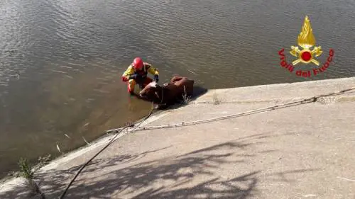 La mucca finisce in acqua. Ma i vigili la salvano