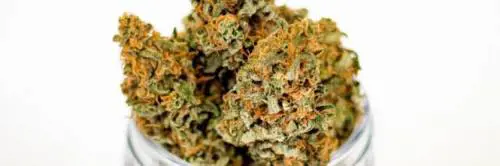Quei 28 chili di marijuana a bordo di un tir