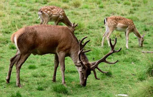 Canada, cos'è la malattia del cervo zombie: i rischi sul "salto di specie"