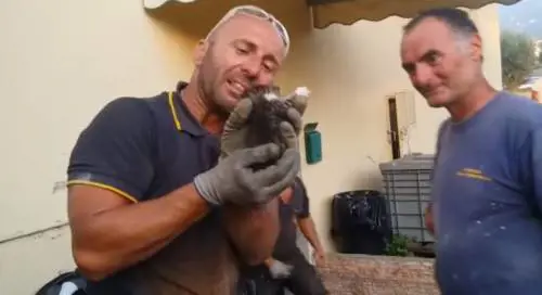 Pompiere salva il gattino e poi scoppia in lacrime