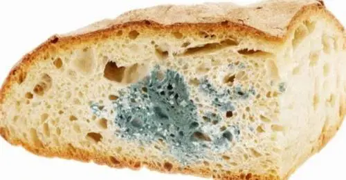 Lucca, pane con la muffa ad una paziente in ospedale