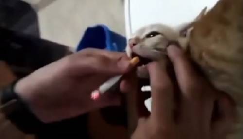 Torturano un gatto facendogli fumare una sigaretta: denunciati