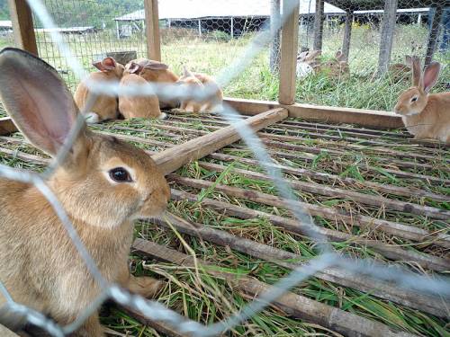 Spagna, cuccioli di coniglio muoiono a causa di un "raid vegano"