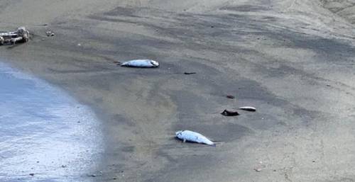 Ischia, moria di pesci e topi sulla spiaggia della Chiaia a Forio