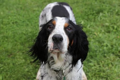 Rimini: metteva il collare elettrico al cane, denunciato il proprietario