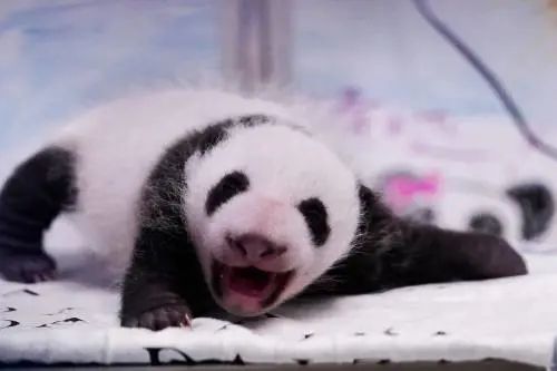 Germania-Cina, sale la tensione per colpa di due panda