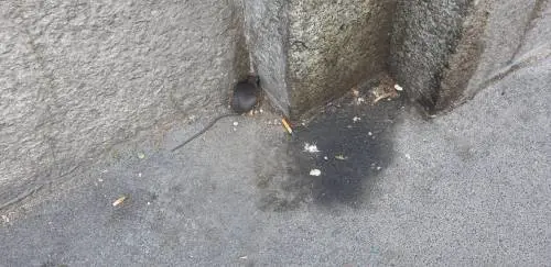 "Topi nella scuola, sindaco intervenga". E c'è il problema delle liste d'attesa