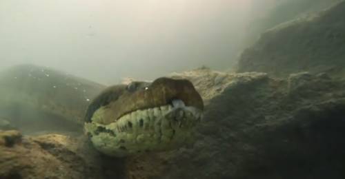 Sub incontra l'anaconda: il video del faccia a faccia