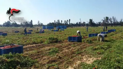 Brindisi, braccianti in nero e senza dispositivi di protezione individuale