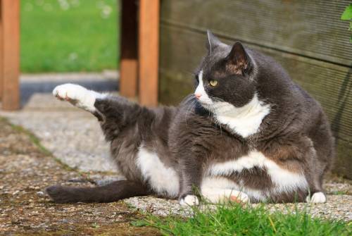 Mount Barker, il paese con il coprifuoco per i gatti