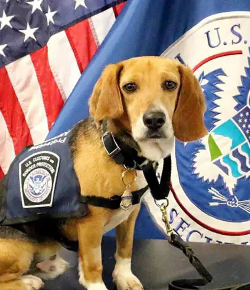 Murray, l'ex randagio che è diventato un eroe americano