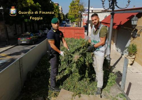 Quella vasta piantagione di marijuana a Cerignola: 13mila piante per un giro di affari di 4 milioni di euro