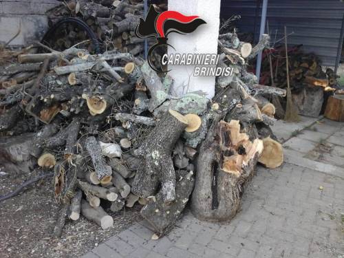 Furto di legna e danneggiamento di un albero di ulivo: operaio denunciato