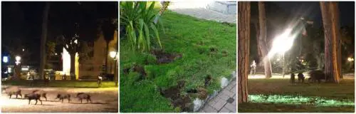 Famiglia di cinghiali devasta le aiuole del centro di Ventimiglia