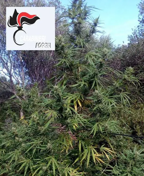 Aveva coltivato cento piante di marijuana, un arresto nel Foggiano