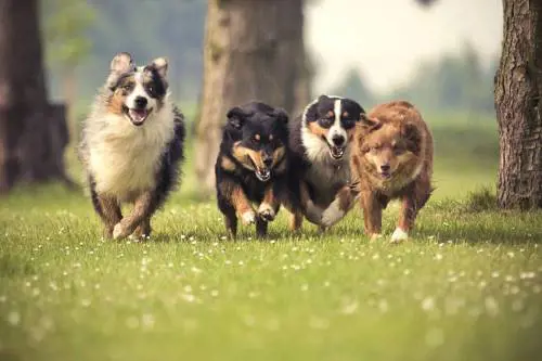 Milano Pet Marathon, in corsa con "fido" durante la Pet Week