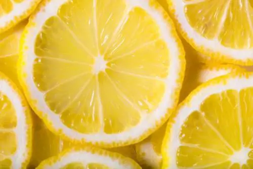Parigi, fetta di limone al bar fatta pagare 50 centesimi