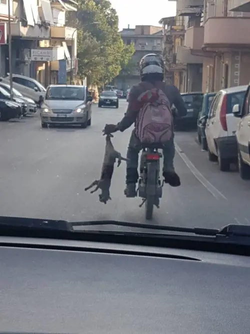Orrore a Reggio Calabria, immigrato trascina gattino ​tenendolo per la zampa