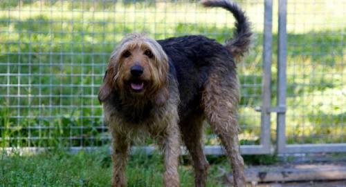 Poldo, lo spinone che per tutta la vita è tornato al canile