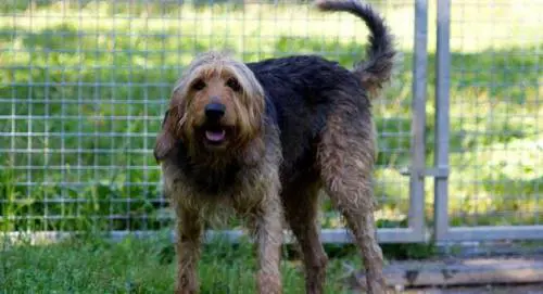 Poldo, lo spinone che per tutta la vita è tornato al canile