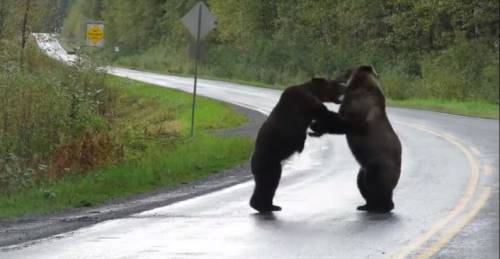 Canada, scontro da due grossi orsi: sorpresa in autostrada  