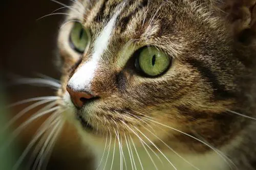 I gatti amano il loro padrone