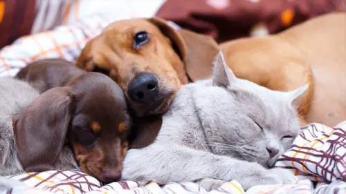 Pets in the City e Pet Week, a Milano due eventi per chi ama gli animali da compagnia