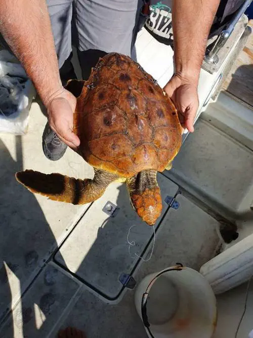 Fanno bere alla figlia sangue di tartaruga per proteggerla dal Covid. La neonata muore in casa