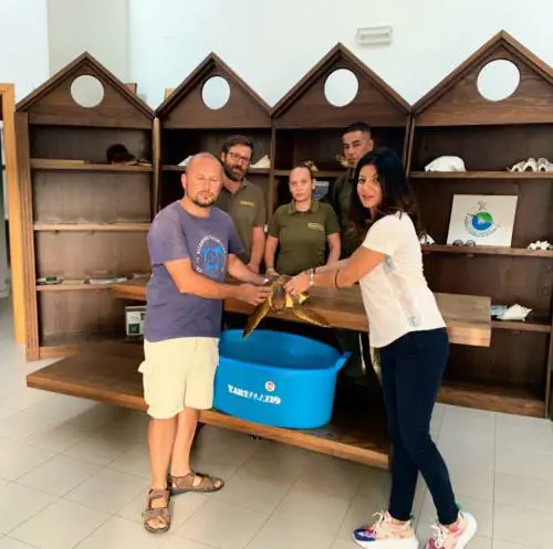 Napoli, salvata tartaruga che aveva ingerito un amo