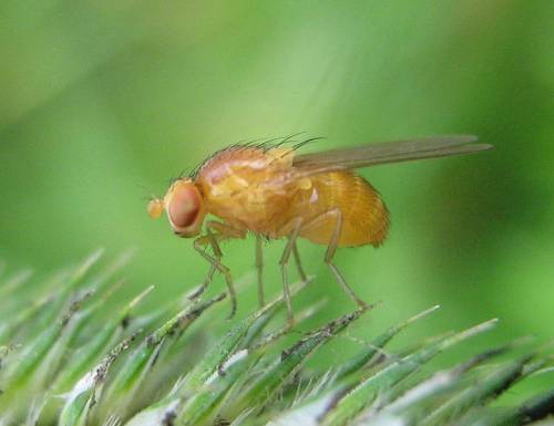 Clima, l'allarme di Coldiretti: "Per colpa degli insetti alieni, 500 milioni di danni nei campi"