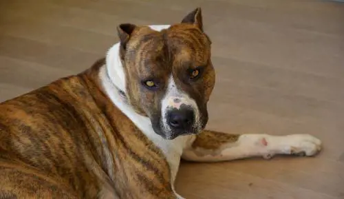 Azzannato da un cane mentre fa le consegne. Fattorino in ospedale