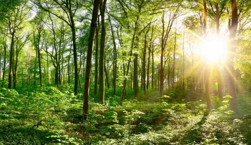 L'ecologismo "umano" è frutto del progresso