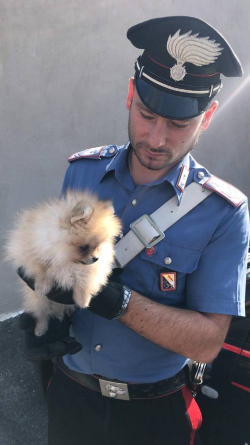 Ruba un cucciolo e lo nasconde in borsa, arrestata