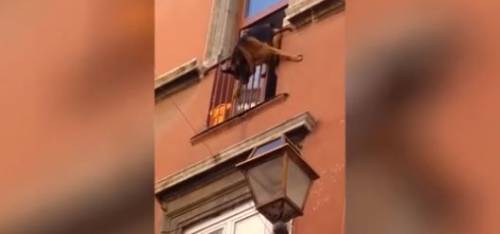 Roma, cane in bilico sulla ringhiera precipita giù: i passanti lo salvano con una coperta
