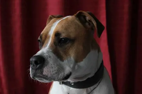 Anziana di 94 anni azzannata dal cane del nipote