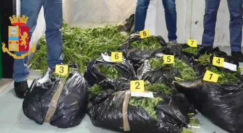 Scoperto l'essiccatoio della canapa, scattano gli arresti