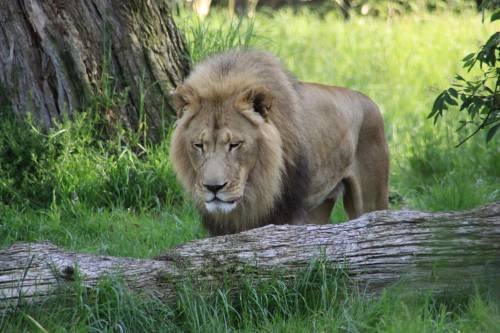 Donna scavalca le recinzioni dello zoo e sfida un leone