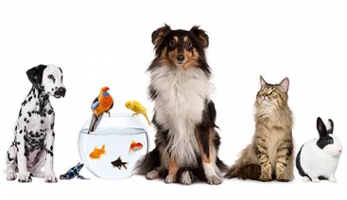 Animali da compagnia, i cani eroi protagonisti a Pets in The City