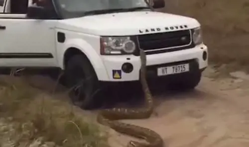 Sudafrica, turisti scappano inseguiti da un pitone di cinque metri