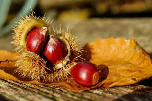 Castagne, tutti i benefici per il benessere autunnale