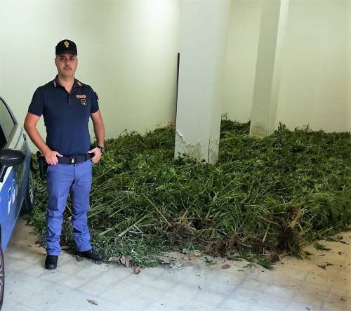 Palermo, scoperta una vasta piantagione di marijuana in una contrada di Misilmeri