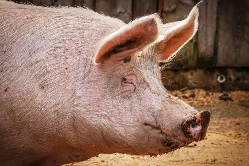 L'amore? O è suino o non è Parola di allevatore di verri