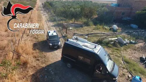 Manfredonia, scovata piantagione di marijuana: arrestato rumeno