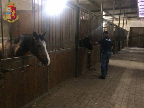 Manduria, cavalli in stato di denutrizione: denunciato proprietario maneggio