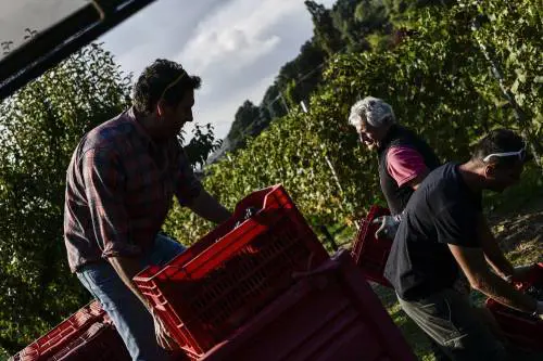 Ecco come l'Unione europea condanna i nostri agricoltori
