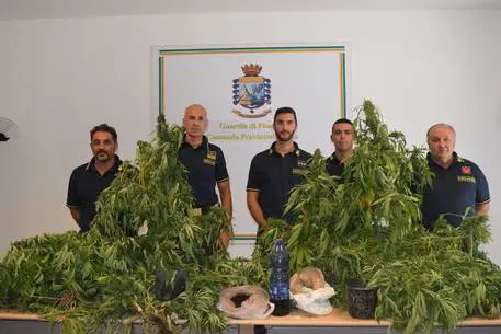 Caltanissetta, scoperta dalle Fiamme Gialle una vasta piantagione di cannabis