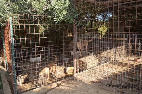 Canile Lager alle porte di Roma con 65 cani detenuti illegalmente
