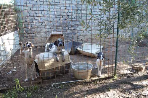 Tenta di annegare cane dell'ex: è il proprietario di un canile lager